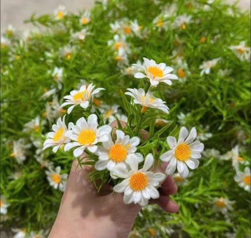 Cúc họa mi (túi 50g) - Ảnh 3