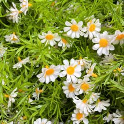 Cúc họa mi (túi 50g)